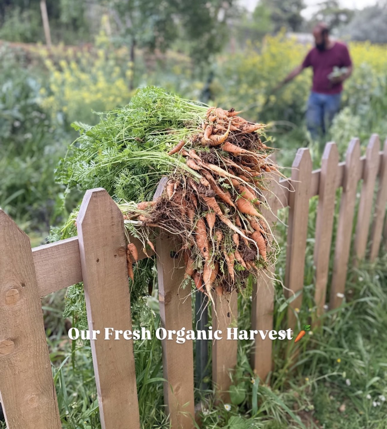 A fresh bunch of organic carrots harvested from the garden